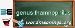 WordMeaning blackboard for genus thamnophilus